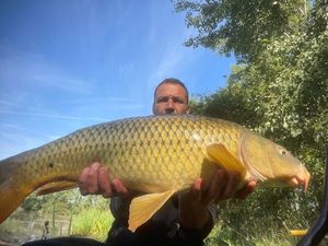 Common Carp