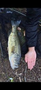 Largemouth Bass