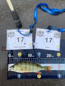 European Perch