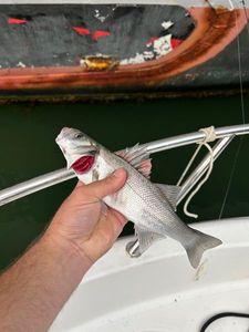 European Bass (Seabass)