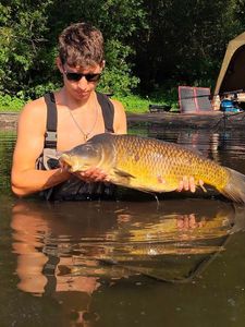 Common Carp