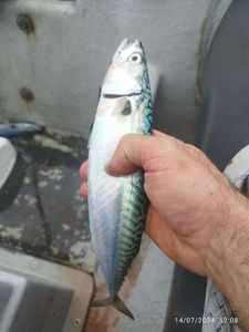 Mackerel