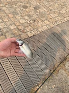 European Bass (Seabass)