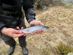 Brook Trout