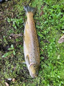 Brown Trout