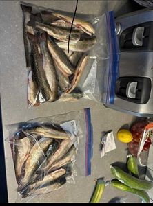 Brook Trout