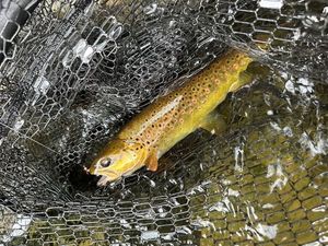 Brown Trout