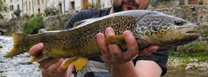 Marble Trout