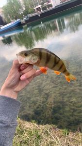 European Perch