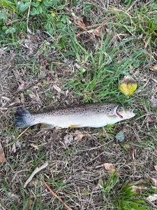 Brown Trout