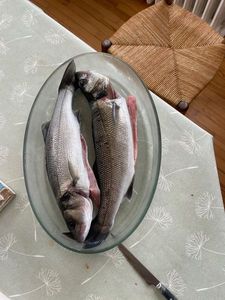 European Bass (Seabass)