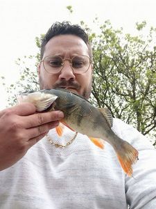 European Perch