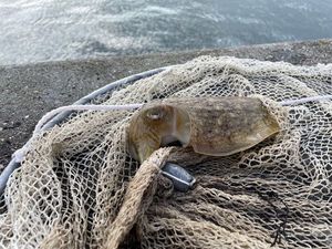 Common Cuttlefish