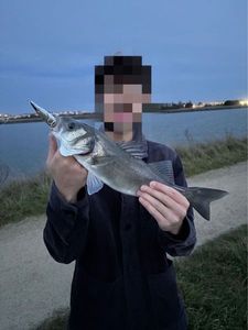 European Bass (Seabass)