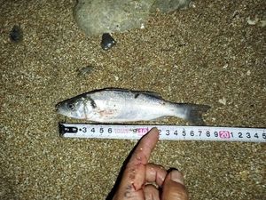 European Bass (Seabass)