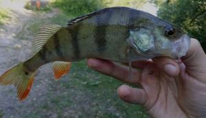 European Perch