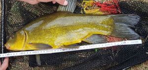 Tench