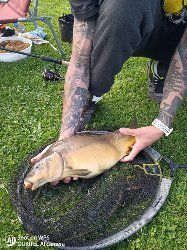 Mirror Carp