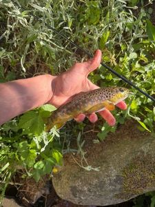 Brown Trout