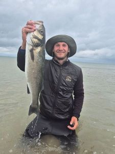 European Bass (Seabass)