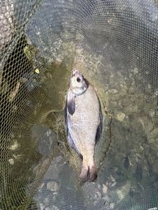 Common Bream