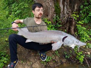 Sturgeon
