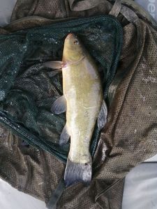 Tench
