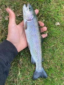 Rainbow Trout