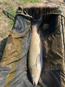 Grass Carp