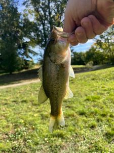 Largemouth Bass