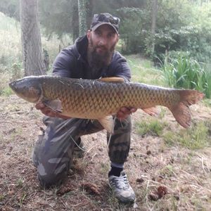 Grass Carp