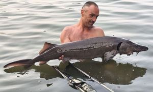 Sturgeon