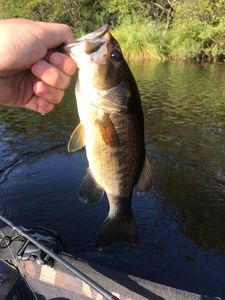 Largemouth Bass