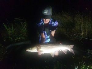 Grass Carp