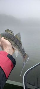 Zander