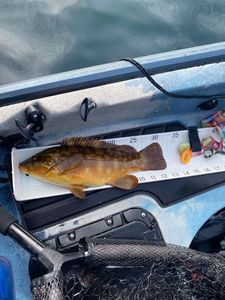 Ballan Wrasse