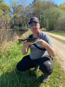 Smallmouth Bass