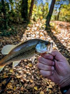 Largemouth Bass