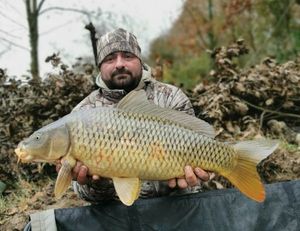 Common Carp