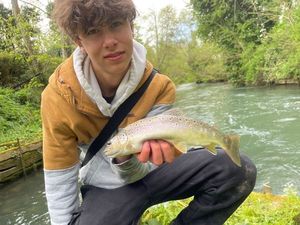 Brown Trout