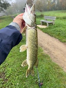 Northern Pike