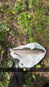 Rainbow Trout