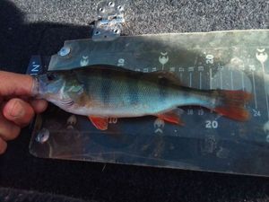 European Perch