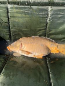 Leather Carp