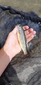 Brook Trout