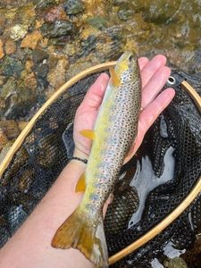 Brown Trout