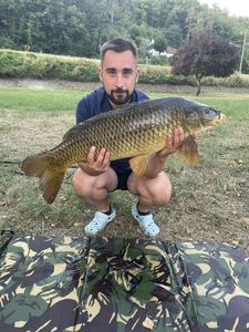 Common Carp
