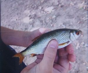 Roach