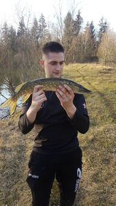 Northern Pike