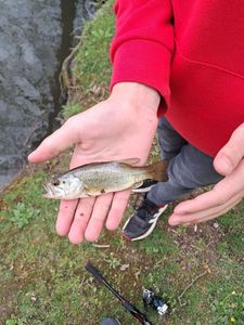 Largemouth Bass